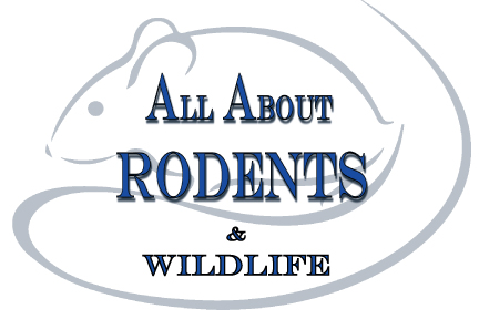 Avatar for All About Rodents & Wildlife 